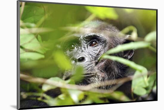 Chimpanzee in Bush at Mahale Mountains National Park, Tanzania-Paul Joynson Hicks-Mounted Photographic Print
