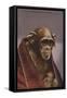 Chimpanzee in Cologne Zoo-null-Framed Stretched Canvas