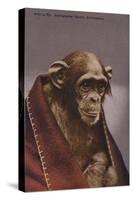 Chimpanzee in Cologne Zoo-null-Stretched Canvas