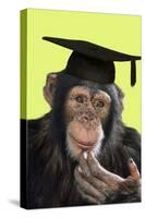 Chimpanzee in Mortarboard-null-Stretched Canvas