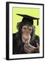 Chimpanzee in Mortarboard-null-Framed Photographic Print