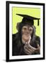 Chimpanzee in Mortarboard-null-Framed Photographic Print