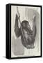 Chimpanzee, in the Gardens of the Zoological Society-null-Framed Stretched Canvas