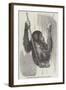 Chimpanzee, in the Gardens of the Zoological Society-null-Framed Giclee Print