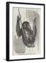 Chimpanzee, in the Gardens of the Zoological Society-null-Framed Giclee Print