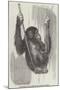 Chimpanzee, in the Gardens of the Zoological Society-null-Mounted Giclee Print