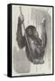 Chimpanzee, in the Gardens of the Zoological Society-null-Framed Stretched Canvas