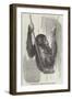 Chimpanzee, in the Gardens of the Zoological Society-null-Framed Giclee Print