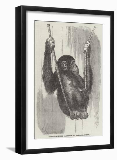 Chimpanzee, in the Gardens of the Zoological Society-null-Framed Giclee Print