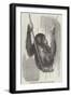 Chimpanzee, in the Gardens of the Zoological Society-null-Framed Giclee Print