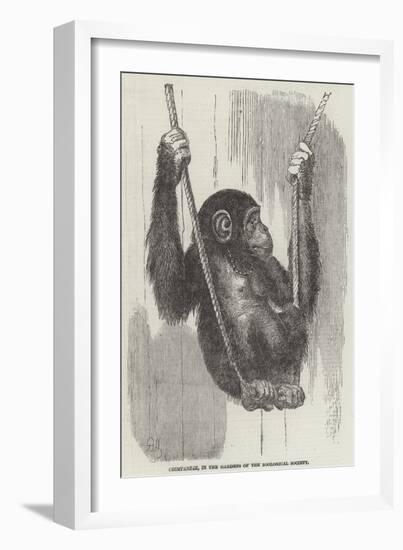 Chimpanzee, in the Gardens of the Zoological Society-null-Framed Giclee Print