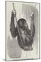 Chimpanzee, in the Gardens of the Zoological Society-null-Mounted Giclee Print