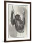 Chimpanzee, in the Gardens of the Zoological Society-null-Framed Giclee Print