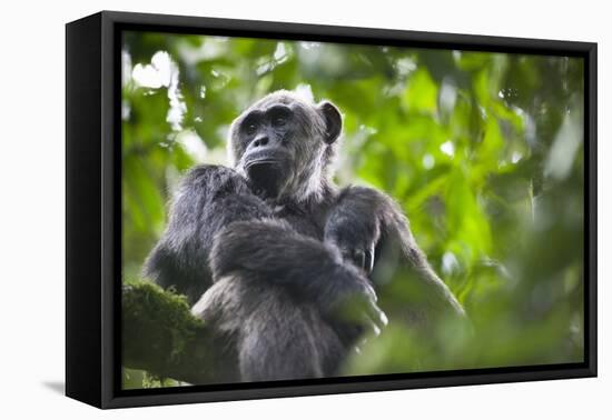 Chimpanzee in Tree-Paul Souders-Framed Stretched Canvas
