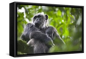 Chimpanzee in Tree-Paul Souders-Framed Stretched Canvas