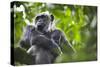 Chimpanzee in Tree-Paul Souders-Stretched Canvas