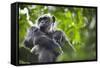 Chimpanzee in Tree-Paul Souders-Framed Stretched Canvas