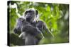 Chimpanzee in Tree-Paul Souders-Stretched Canvas