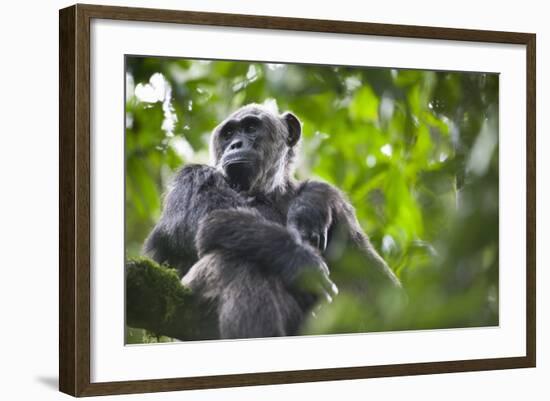 Chimpanzee in Tree-Paul Souders-Framed Photographic Print