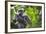 Chimpanzee in Tree-Paul Souders-Framed Photographic Print