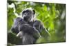 Chimpanzee in Tree-Paul Souders-Mounted Photographic Print