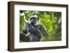 Chimpanzee in Tree-Paul Souders-Framed Photographic Print