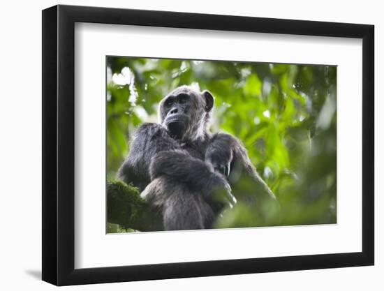 Chimpanzee in Tree-Paul Souders-Framed Photographic Print