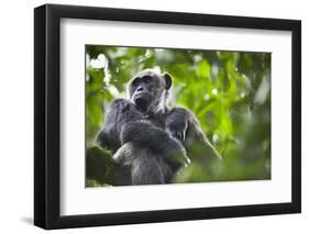 Chimpanzee in Tree-Paul Souders-Framed Photographic Print