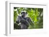 Chimpanzee in Tree-Paul Souders-Framed Photographic Print