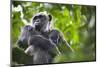 Chimpanzee in Tree-Paul Souders-Mounted Photographic Print