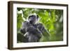 Chimpanzee in Tree-Paul Souders-Framed Photographic Print