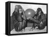 Chimpanzee Inflates a Balloon-null-Framed Stretched Canvas