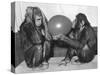 Chimpanzee Inflates a Balloon-null-Stretched Canvas