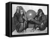 Chimpanzee Inflates a Balloon-null-Framed Stretched Canvas