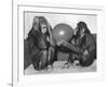 Chimpanzee Inflates a Balloon-null-Framed Photographic Print