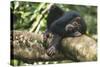 Chimpanzee Lying on Branch-null-Stretched Canvas