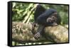 Chimpanzee Lying on Branch-null-Framed Stretched Canvas