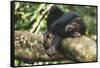 Chimpanzee Lying on Branch-null-Framed Stretched Canvas