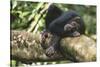 Chimpanzee Lying on Branch-null-Stretched Canvas