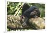 Chimpanzee Lying on Branch-null-Framed Photographic Print