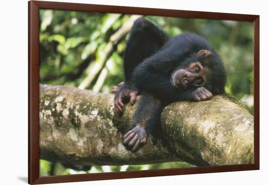 Chimpanzee Lying on Branch-null-Framed Photographic Print