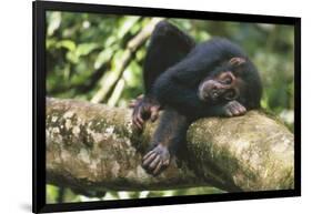 Chimpanzee Lying on Branch-null-Framed Photographic Print