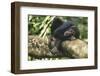 Chimpanzee Lying on Branch-null-Framed Photographic Print