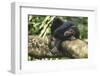 Chimpanzee Lying on Branch-null-Framed Photographic Print