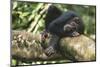 Chimpanzee Lying on Branch-null-Mounted Photographic Print