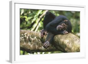 Chimpanzee Lying on Branch-null-Framed Photographic Print