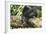 Chimpanzee Lying on Branch-null-Framed Photographic Print