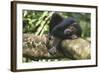 Chimpanzee Lying on Branch-null-Framed Photographic Print