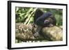 Chimpanzee Lying on Branch-null-Framed Photographic Print