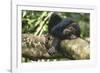 Chimpanzee Lying on Branch-null-Framed Photographic Print